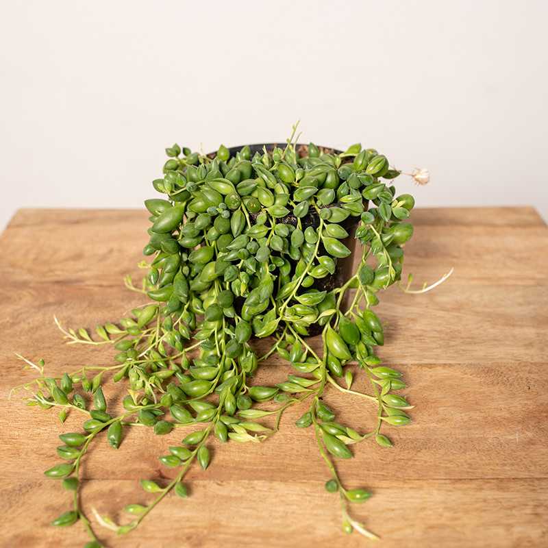 Senecio herreianus