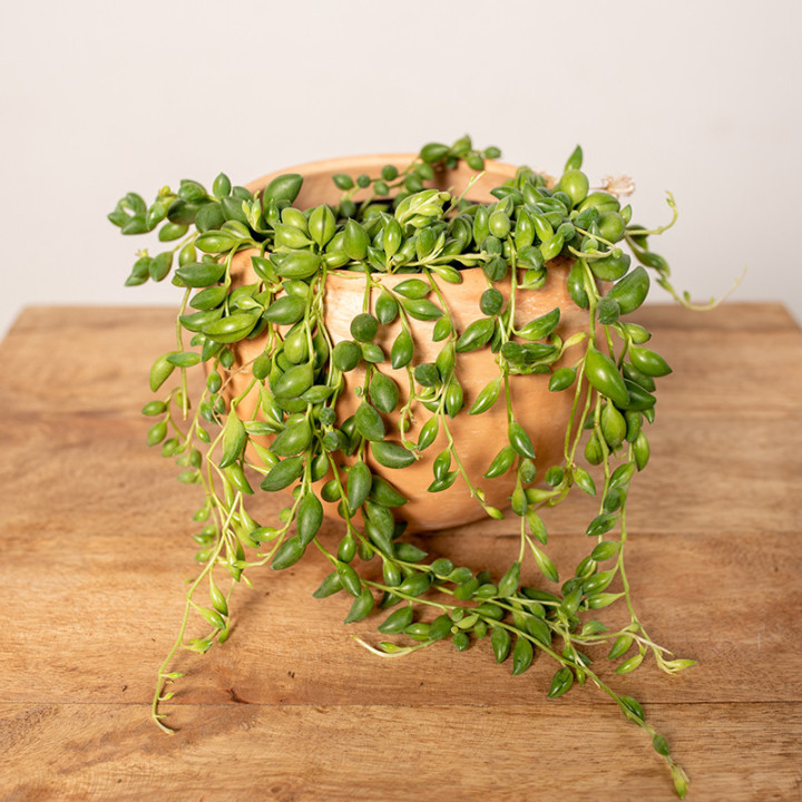 Senecio herreianus