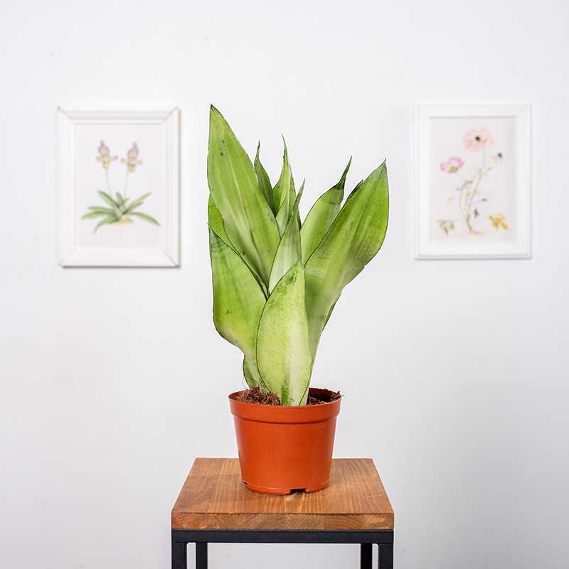 Sansewieria 'Moonshine' | Mała