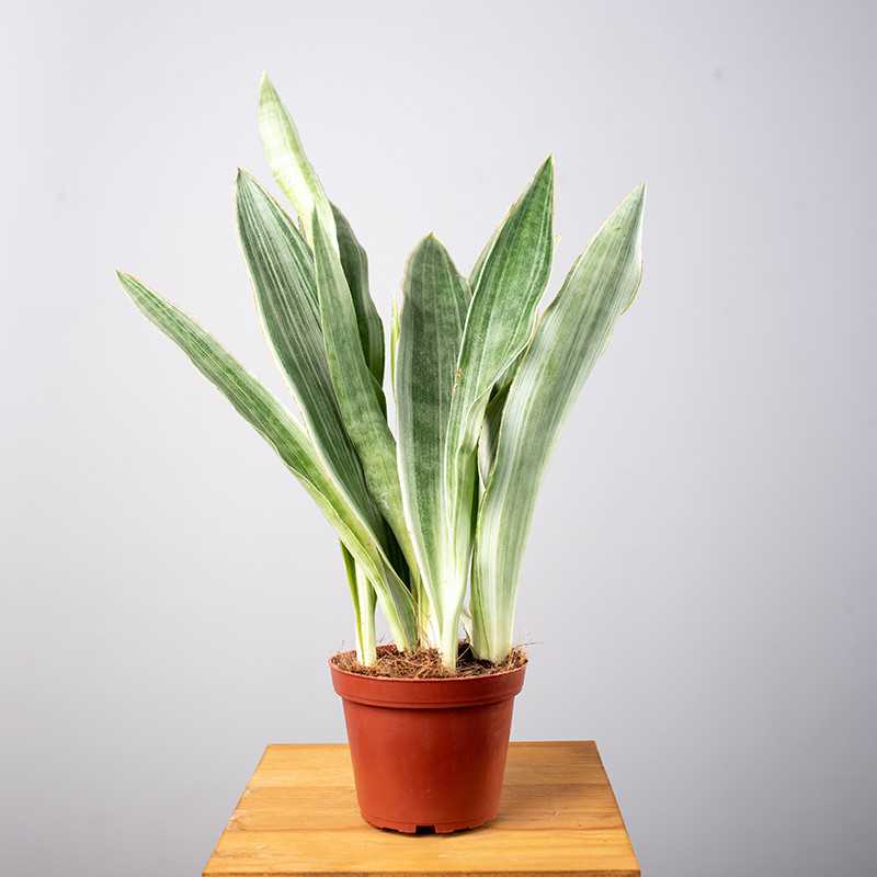 Sansewieria 'Silver Siam' |...