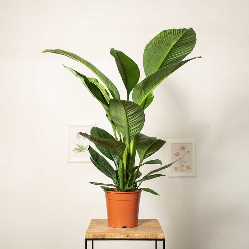 Skrzydłokwiat 'Sensation'