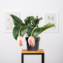 Medinilla wspaniała