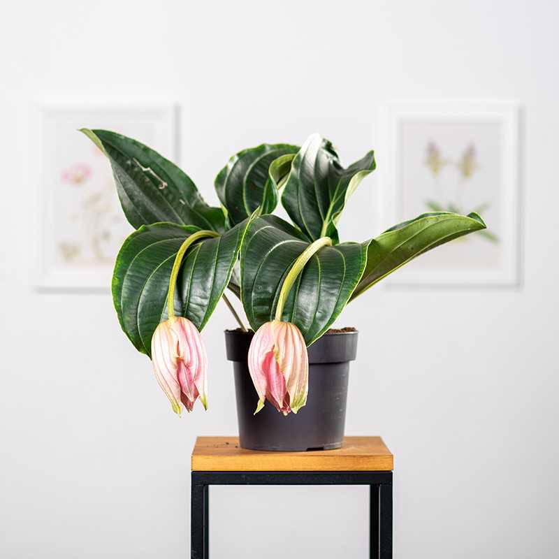 Medinilla wspaniała