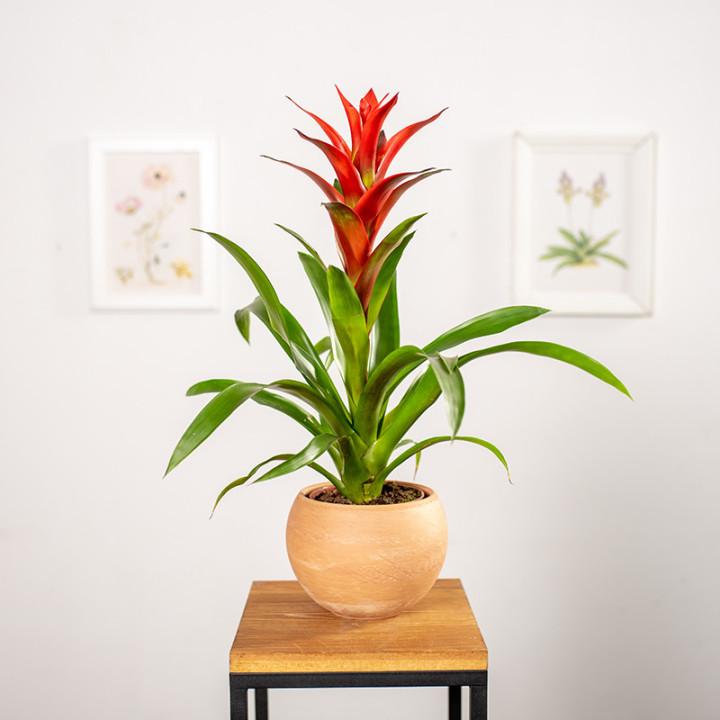 Guzmania 'Ostara' | Tomaszewski