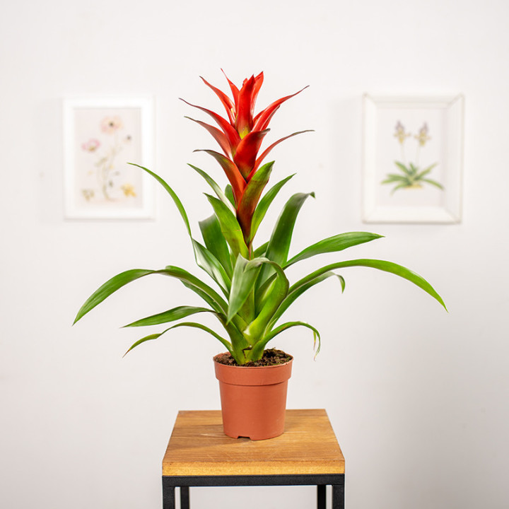 Guzmania 'Ostara' | Tomaszewski