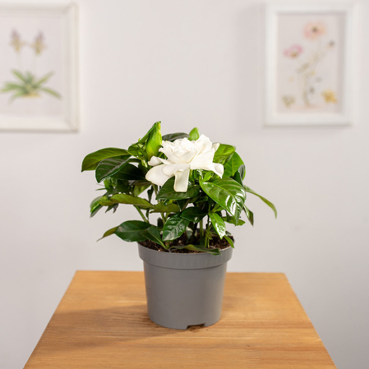 Gardenia jaśminowata | Tomaszewski