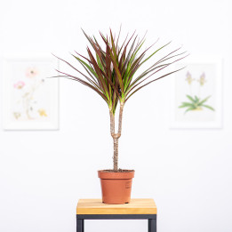 Dracena 'Magenta' | Tomaszewski