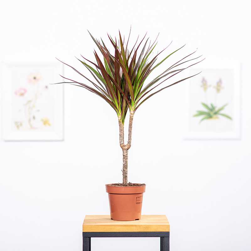 Dracena 'Magenta' | Mała