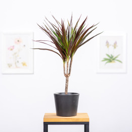 Dracena 'Magenta' | Tomaszewski
