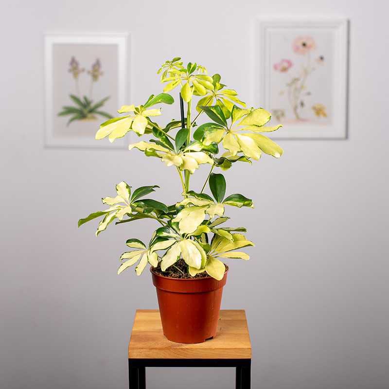 Szeflera 'Melanie'
