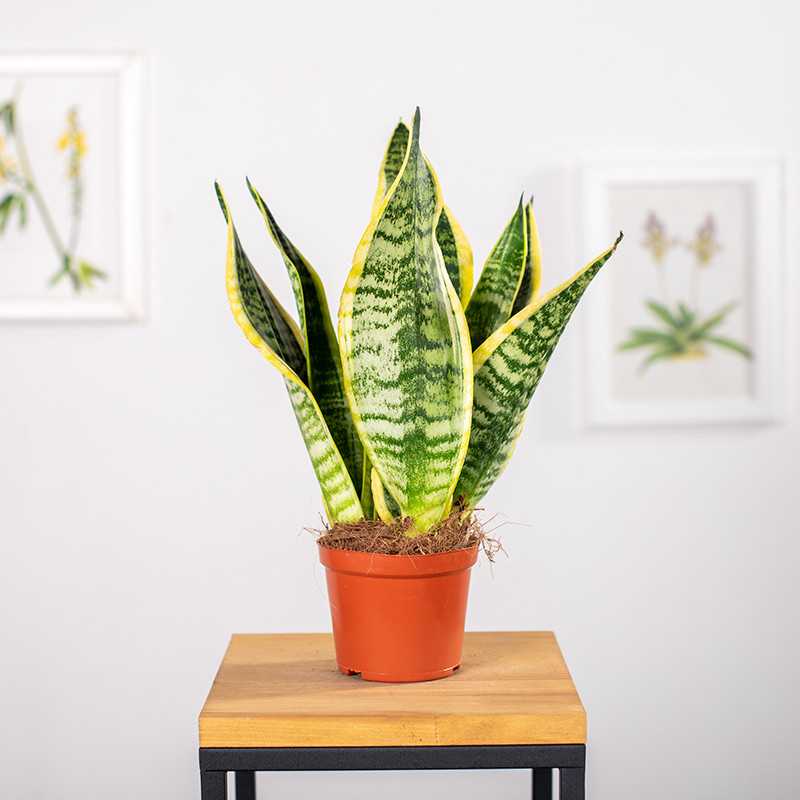 Sansewieria 'Futura Superba'