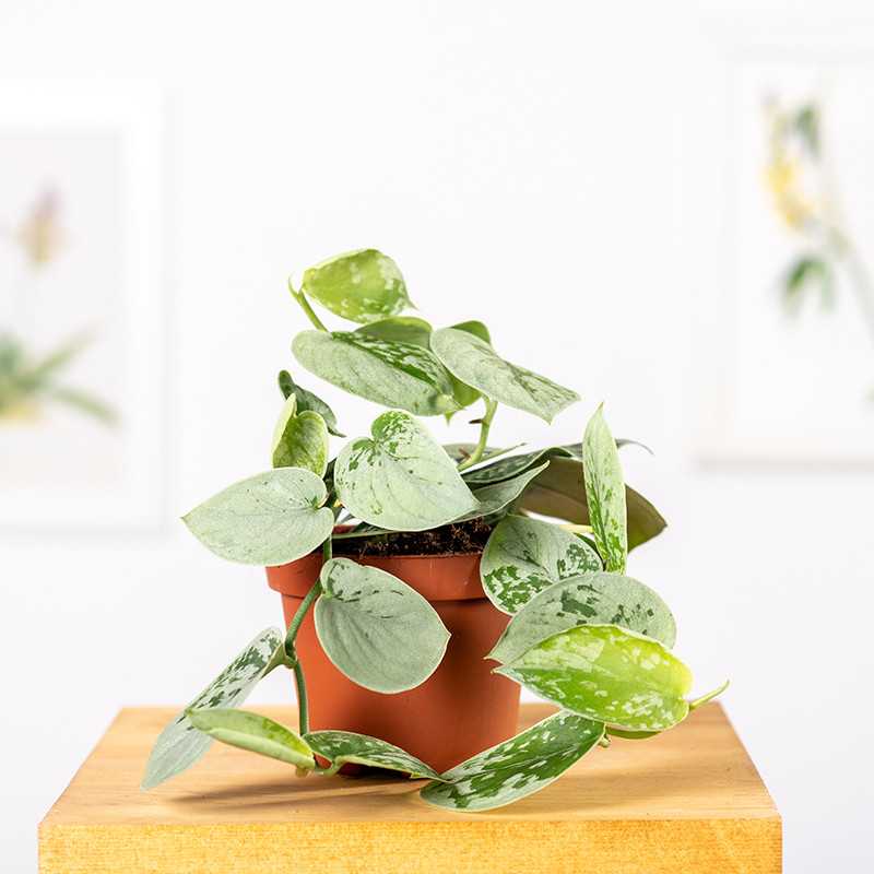 Scindapsus 'Silvery Ann'