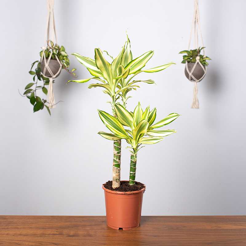 Dracena 'Yellow Coast'