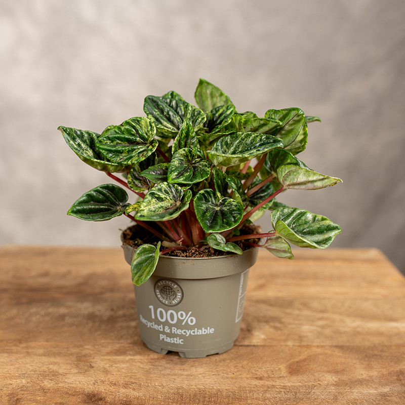 Peperomia 'Buenos Aires'
