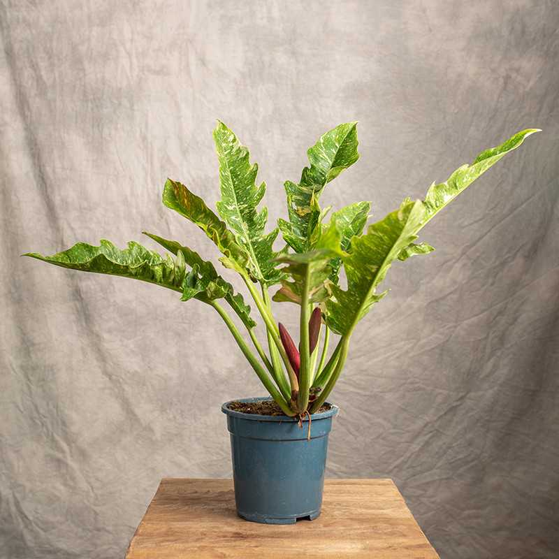 Filodendron 'Ring of Fire'...