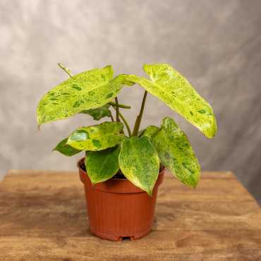 Filodendron 'Paraiso Verde'