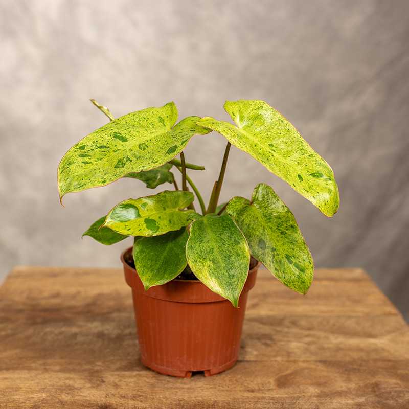 Filodendron 'Paraiso Verde'