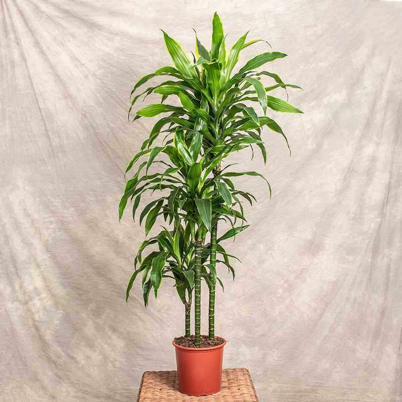 Dracena 'Art' | 3 pędy