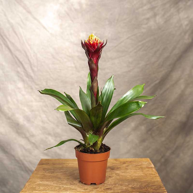 Guzmania 'Akabar'