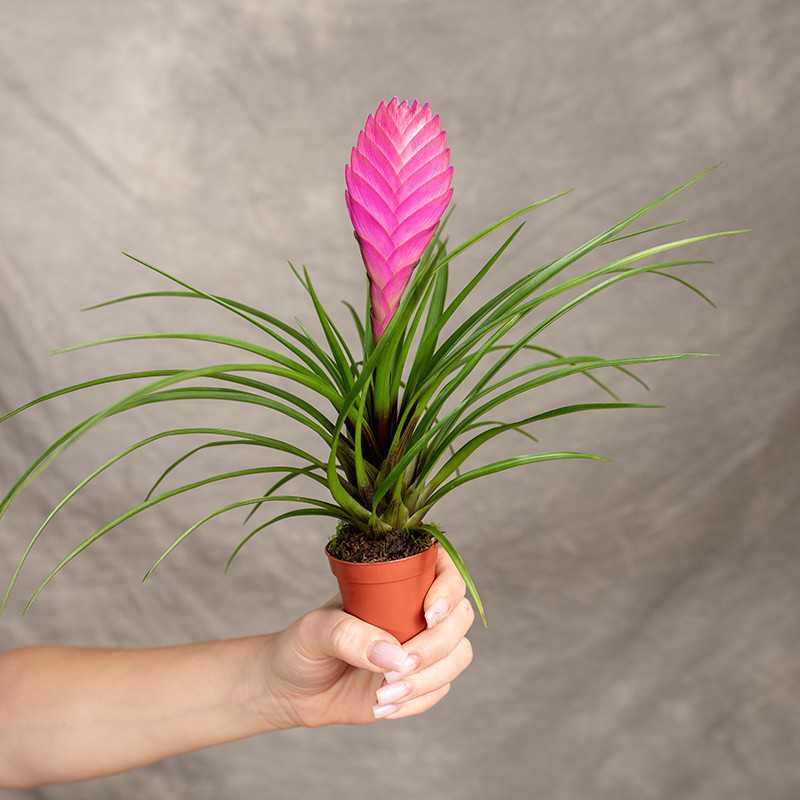 Oplątwa | Tillandsia cyanea...