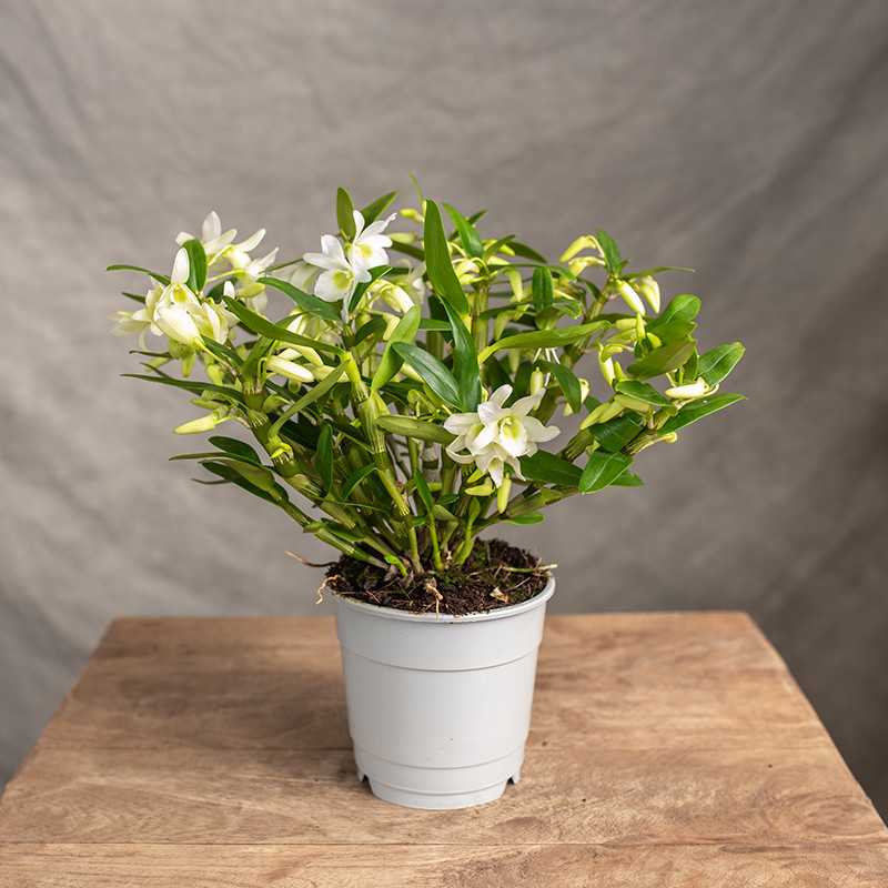 Dendrobium szlachetne 'Baby...