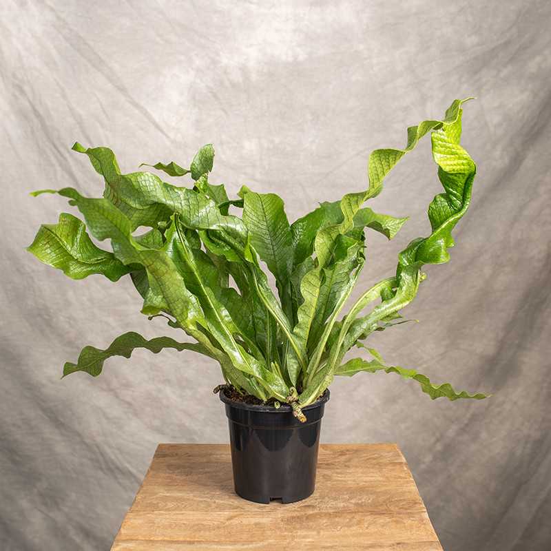 Microsorum 'Crocodyllus' |...