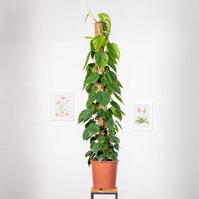 Filodendron pnący na pniu |...