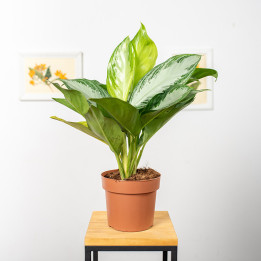 Aglaonema 'Silver Bay' | Tomaszewski