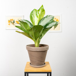 Aglaonema 'Silver Bay' | Tomaszewski