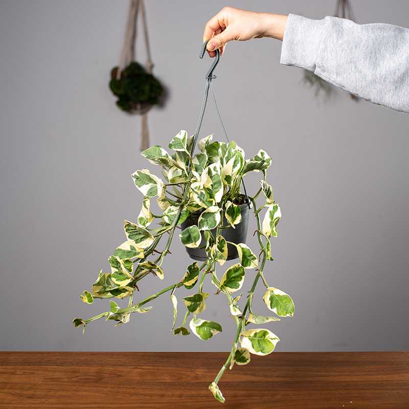 Epipremnum 'N'Joy' | Wiszące