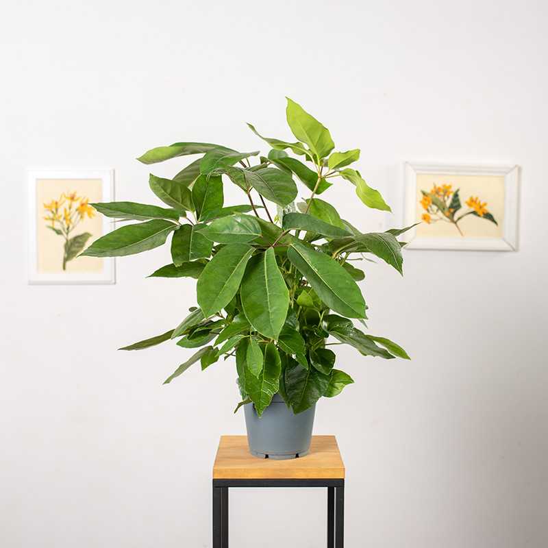 Szeflera parasolowata