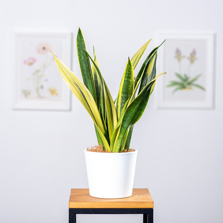 Sansewieria 'Golden Flame' | Tomaszewski