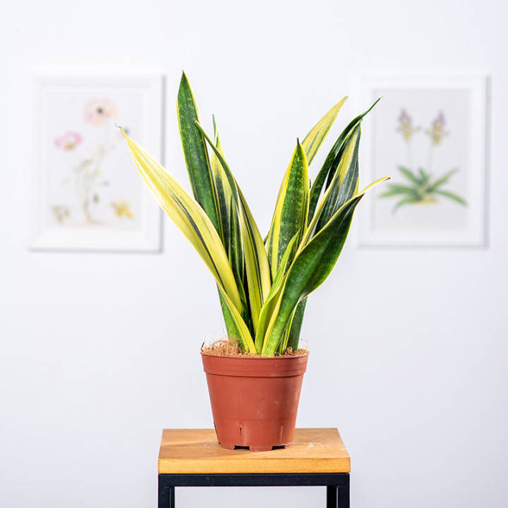 Sansewieria 'Golden Flame' | Tomaszewski