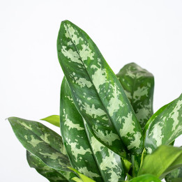 Aglaonema 'Maria' | Tomaszewski