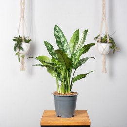 Aglaonema 'Maria' | Tomaszewski