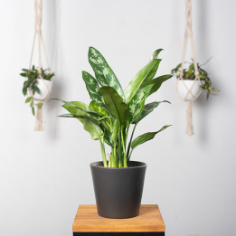 Aglaonema 'Maria' | Tomaszewski