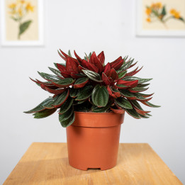Peperomia 'Rosso' | Tomaszewski