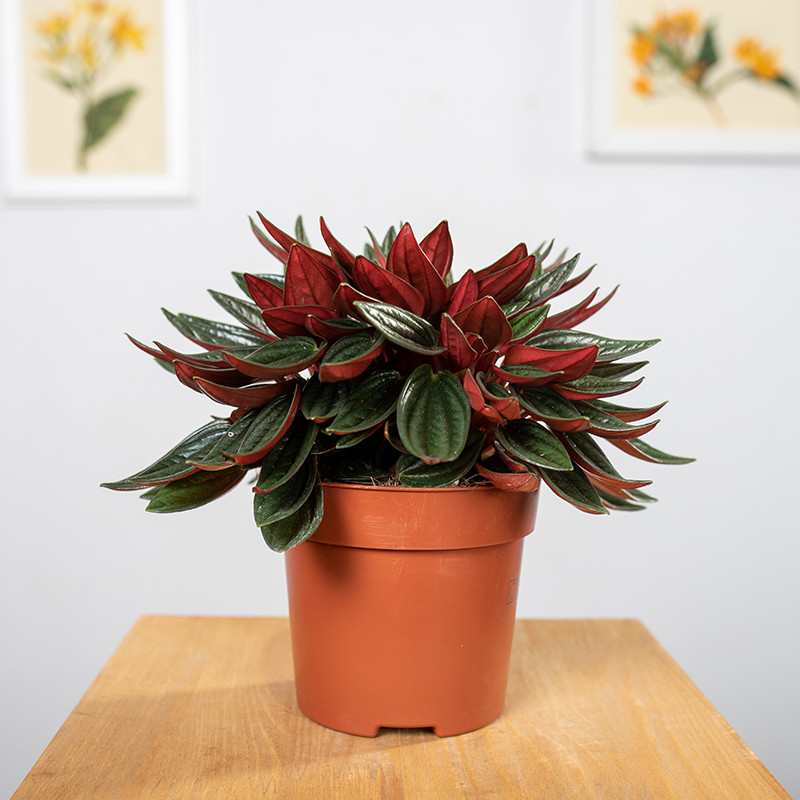 Peperomia 'Rosso'