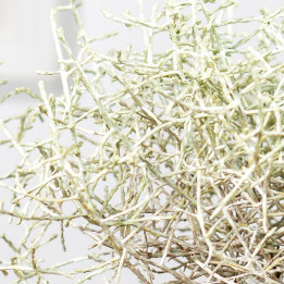 Kalocefalus Browna | Leuophyta brownii | Srebrzyk | Mrozek