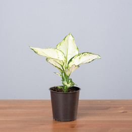 Aglaonema 'White Joy'