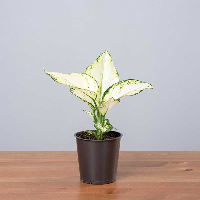 Aglaonema 'White Joy'