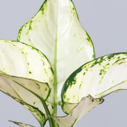 Aglaonema 'White Joy'