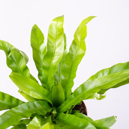 Asplenium 'Tani-Watari' | Tomaszewski