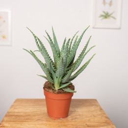 Aloes drzewiasty | Tomaszewski