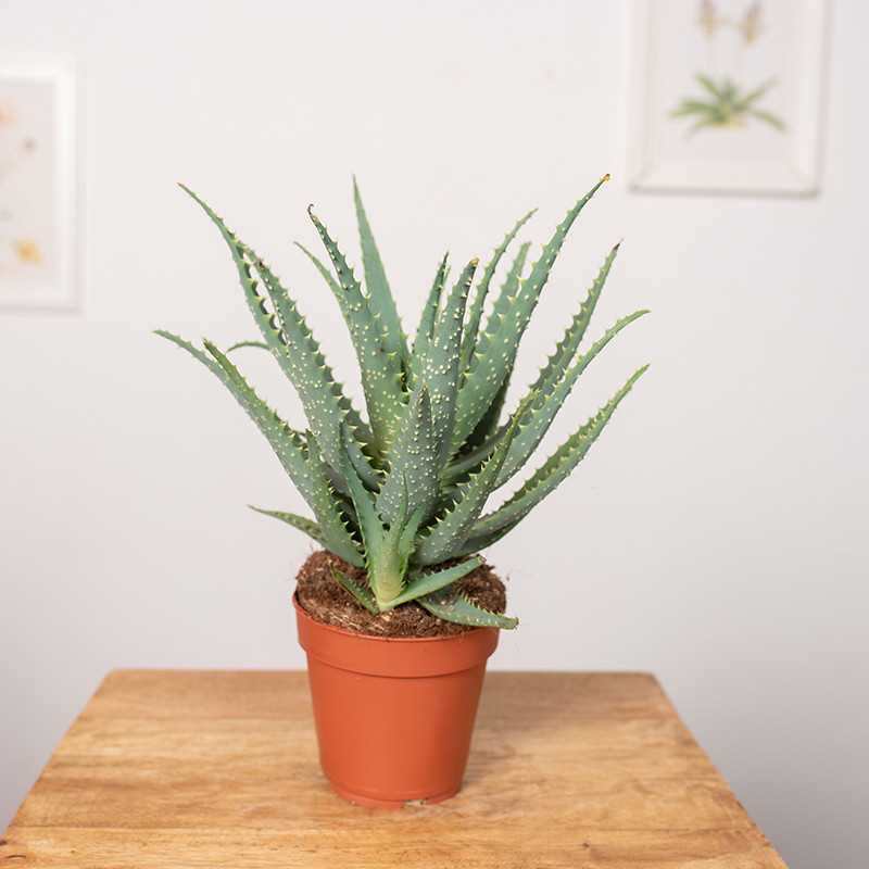 Aloes drzewiasty