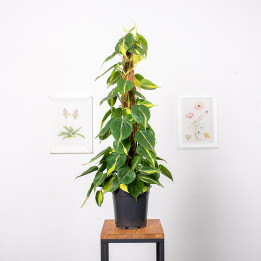 Filodendron 'Brasil' na pniu | Tomaszewski