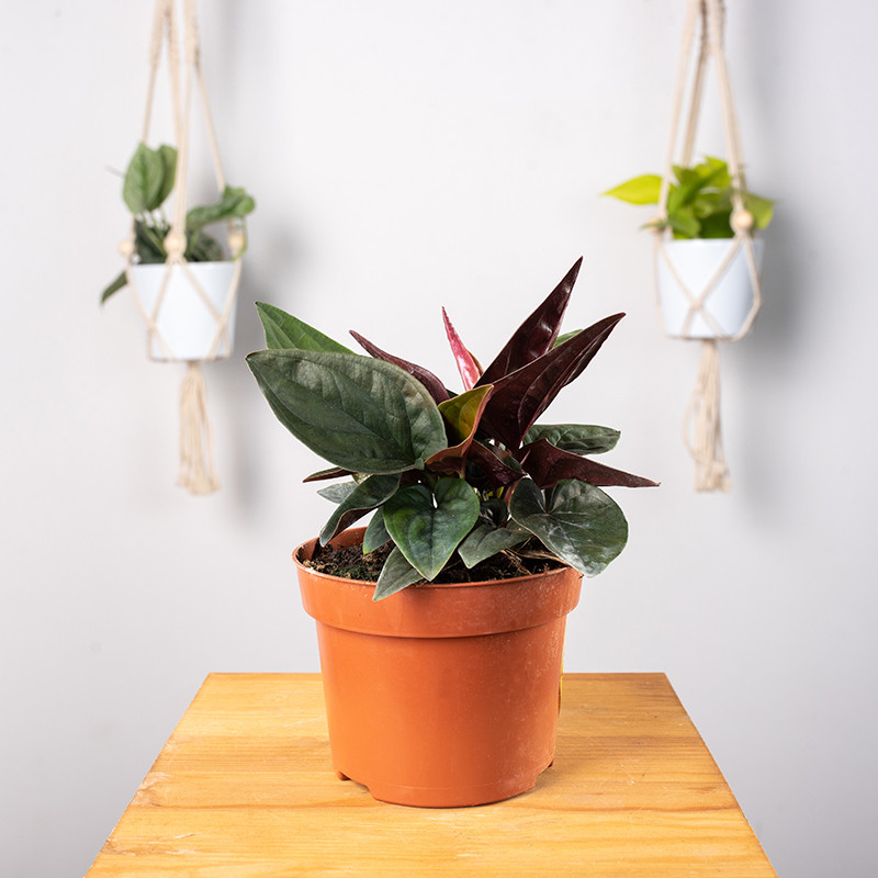 Syngonium 'Red Arrow'