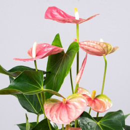 Anturium 'Colorado'