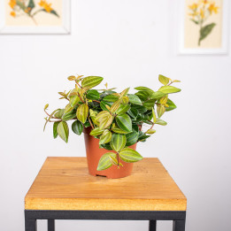 Peperomia 'Rocca Scuro' | Tomaszewski