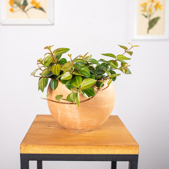 Peperomia 'Rocca Scuro' | Tomaszewski